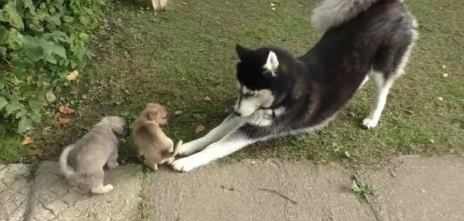 哈士奇在尾楼发现一窝小“唐犬”