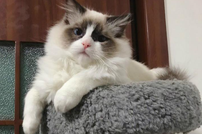 布偶猫溜出家门和流浪猫谈恋爱，主人悲痛欲绝