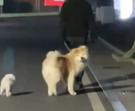 女生和狗狗玩了会要离开了，狗狗还三步两回头看她，好不舍哦！ 