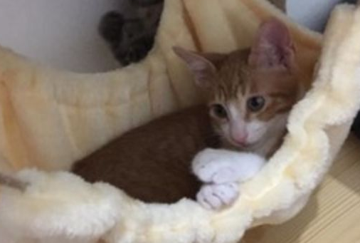 橘猫忘记自己长大了，它非要挤在小时候的吊床上，小模样让人笑翻