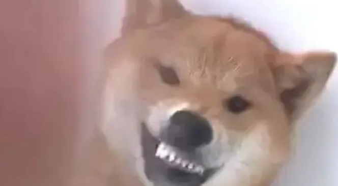 柴犬对铲屎官龇牙咧嘴，主人反手就是一巴掌