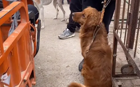 金毛犬讨好主人，希望别卖它，见同类被抓到狗肉车，直发抖