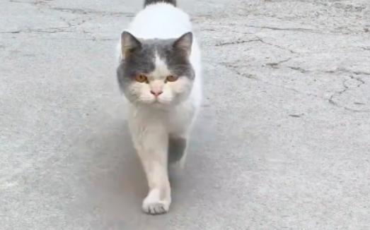 网友为流浪猫找了新主人，可送养一天猫咪就跑回来蹲在她家门口等待：其实我想跟你回家...