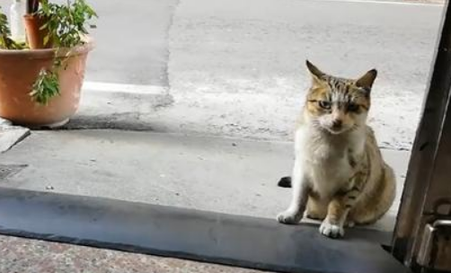 流浪猫扰民，物业逮捕后驱赶，居民该如何正确对待流浪猫？