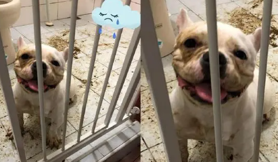 法斗浴室玩泥土笑得灿烂，妈妈回家晕倒，臭味飘来了