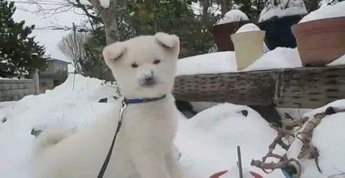 纯白秋田犬玩白雪，都分不清到底是雪还是狗了