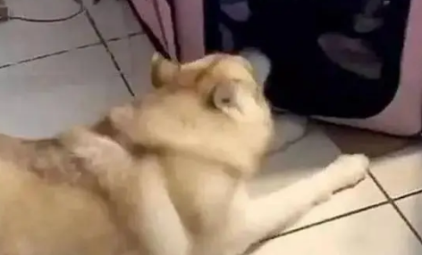 自从主人养了几只小奶猫后，哈士奇就化身保姆，每天照顾小奶猫