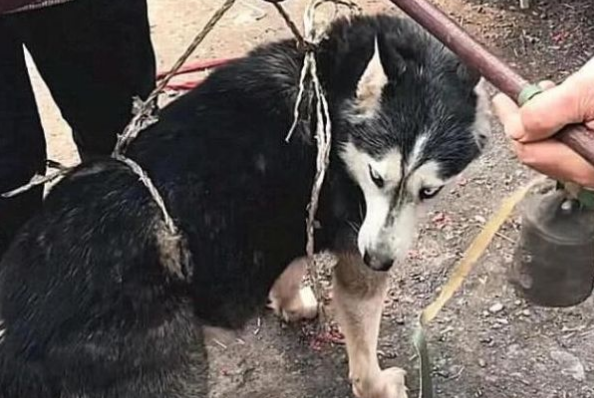 二哈每天拆家，主人竟把它卖到狗肉市场，哈士奇一脸蒙 