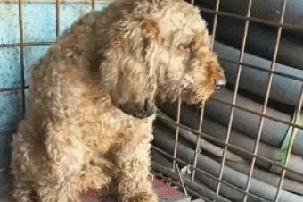 昔日受宠的泰迪狗，如今变成丧家犬，只能吃点剩饭剩菜