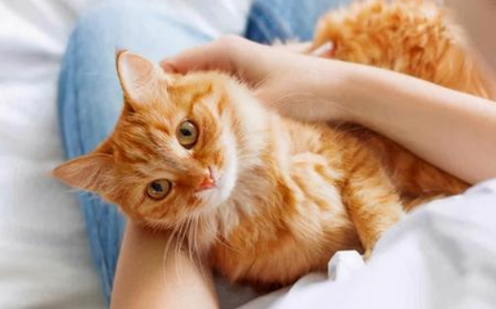 10岁男孩将宠物猫画进童话世界