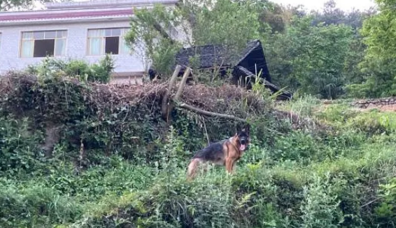 网友在山里游玩，被德牧给吓了一跳，它站在那也不出声