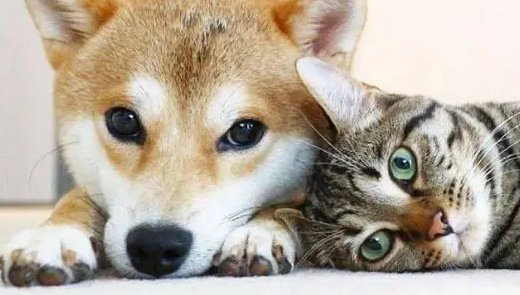 猫咪发现金毛去世后伤心难过，它的一个举动让铲屎官泣不成声
