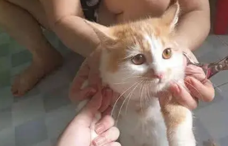 主人拿家里的猫咪练手，给小橘猫剃了个毛，剃完后顿时不淡定了