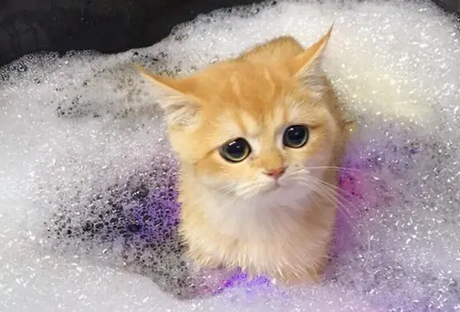 小奶猫犯困，粉嫩的小嘴招人喜欢，猫咪抗拒洗澡抓着桌腿不松手！