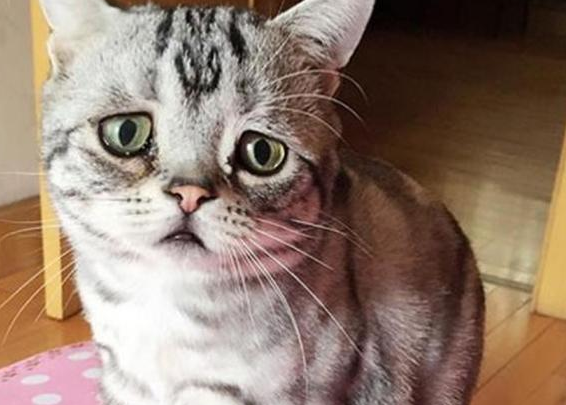 主人刚送走猫咪小女友，回家就看到这一幕，猫咪：失恋不好受！ 