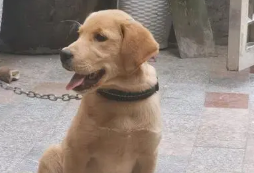朋友要送来一只狗，非说是金毛，可怎么看都像是一条土狗！
