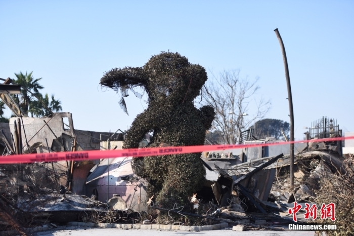 当地时间1月11日，美国加利福尼亚州洛杉矶地区近日爆发的“帕利塞兹大火”（Palisades Fire）和“伊顿大火”（Eaton Fire）等多场野火仍在燃烧，多家博物馆与历史遗址因受火灾威胁而临时关闭。其中，位于洛杉矶郡阿尔塔迪纳地区、获吉尼斯世界纪录认证拥有最多兔子主题藏品的“兔子博物馆”被彻底烧毁，逾4.6万件藏品化为灰烬。图为“兔子博物馆”废墟前拉起警戒线。中新社记者 张朔 摄