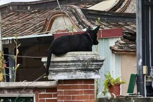 狗狗飞檐走壁，竟趴在这处晒太阳...这汪是属猫的吧！