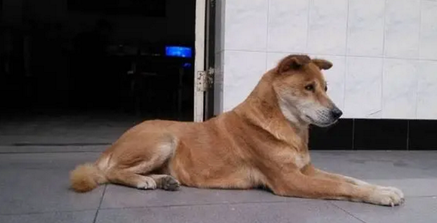 狗是人类最忠实的朋友，相伴十年的爱犬走了，愿它在天堂快乐幸福 