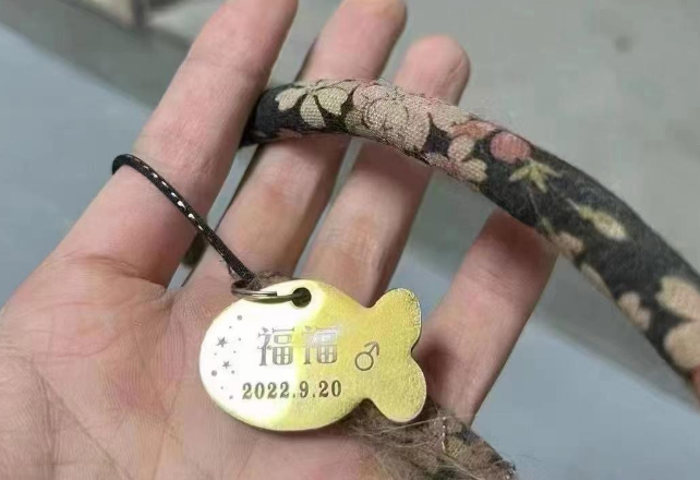 一辆运猫车在杭州被拦截，950余只猫已转运至宠物医院救助