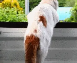 橘猫也能坐车出去交友了 小表情可神气了 
