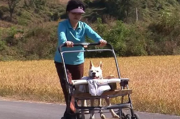 狗狗被车撞伤，主人自责不已，悉心照顾几月后，狗狗重新站了起来