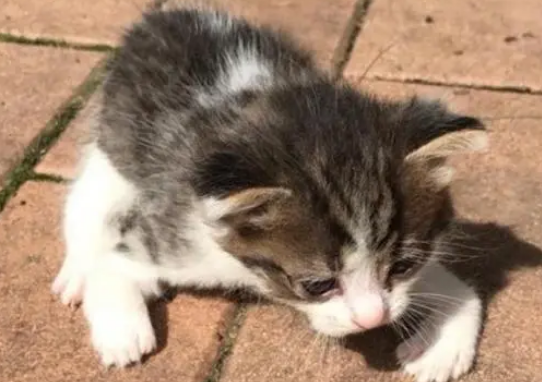 小猫前腿“畸形”，流浪猫妈不离不弃，小伙看了不忍心把它收编