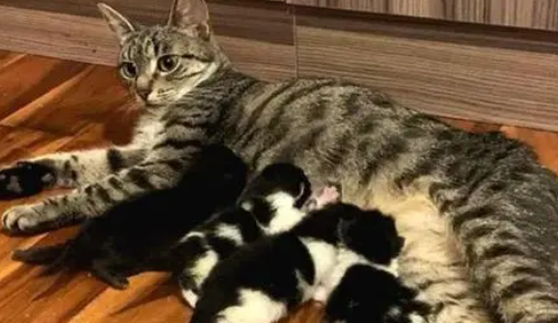 猫妈生了5只小奶猫，主人一个没舍得卖，网友：一家子高颜值！