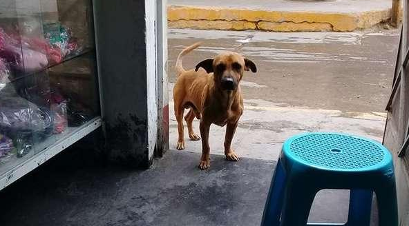 流浪狗到警察局门口讨饭吃，没想到却成为了警犬