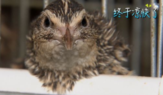 鹰、蛇、老鼠、蚂蚁……你让胆小的松鸡怎么防？