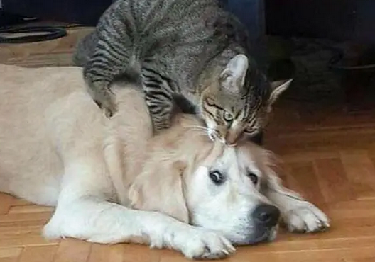 猫狗不能和谐相处，这位铲屎官想出了这招，弄出了个大工程