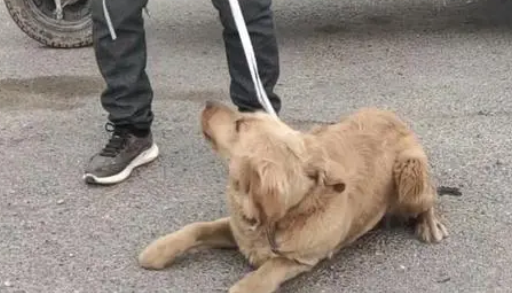 狗市刚买的一只小母狗，没想到放下就跑，去抱它还咬人，特别凶！