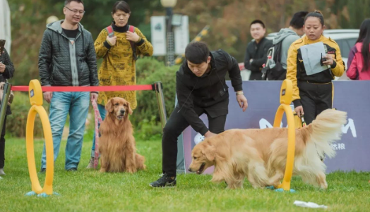 世界犬业联盟中国赛在长春举行，吸引众多参赛者