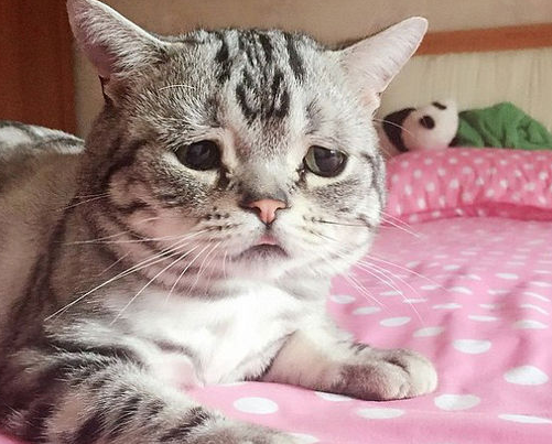 主人刚送走猫咪小女友，回家就看到这一幕，猫咪：失恋不好受！ 