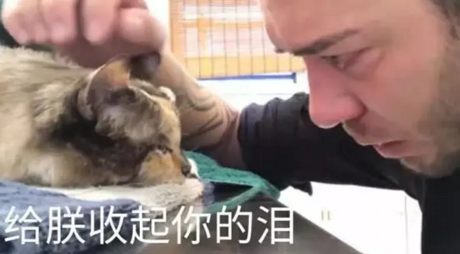 猛男落泪：养13年的猫咪快要离世，主人忍不住哭泣