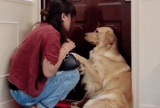 女主人要上班，金毛狗狗不让，金毛：不要上班了，以后我养你 