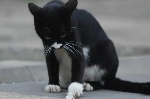 黑猫半夜偷吃奶粉当场被抓，主人：还以为是老鼠 