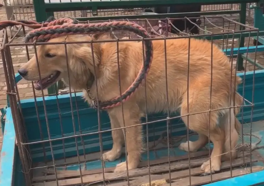 狗市中金毛犬直打哆嗦，270被送上狗肉车，狗狗全程夹着尾巴 
