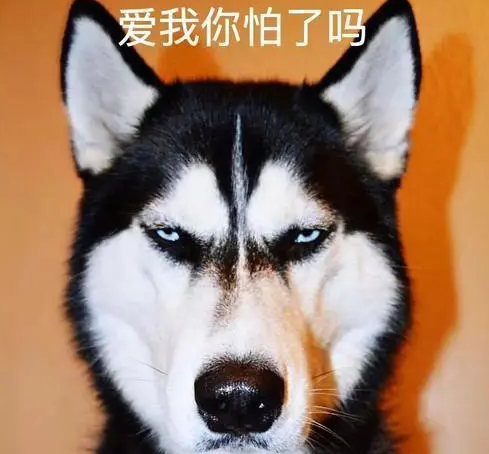 二哈在家不仅拆家还撕钱，主人火冒三丈，扬言今晚要把它炖了