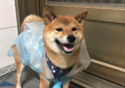 柴犬雨天非要出门，结果被垃圾袋套头，柴柴的笑容瞬间消失了