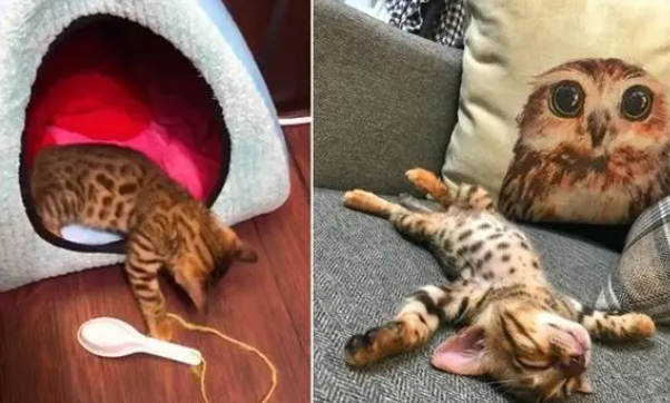 睡姿太差…脖子180度后折断头猫，网：骨头在哪