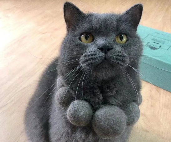 网友用猫毛做了一串项链给猫咪，没想到这货嫌弃极了：“什么玩意！”
