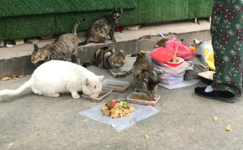 路边遇到一只流浪猫，女子好心喂养它，网友纷纷表示：赶紧抱回家