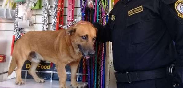 流浪狗到警察局门口讨饭吃，没想到却成为了警犬