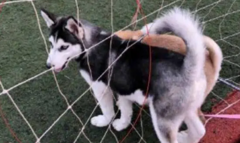 哈士奇偶遇一只中华田园犬，结果没过多久，二哈就把田园犬带偏了
