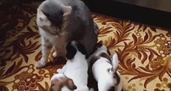 小狗围着猫咪要奶喝，猫咪被迫当“保姆”，惊愕表情萌哭网友