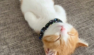  橙猫剃毛后的肥胖身影，火遍朋友圈和抖音，怎么为猫咪控制体重？