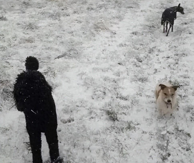 以为是男子在雪地上遛两狗，实际还暗藏第三只狗