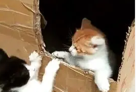 猫咪被主人罚禁闭，大胆“越狱”，翅膀长硬了