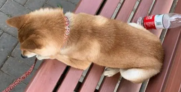 柴犬玩累了正在长椅上休息，主人非要带它走，直接拉了下来